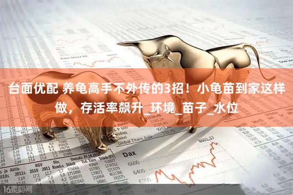 台面优配 养龟高手不外传的3招！小龟苗到家这样做，存活率飙升_环境_苗子_水位